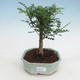 Indoor bonsai - Zantoxylum piperitum - Peppercorn - 1/4