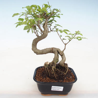 Indoor bonsai -Ligustrum chinensis - Bird's beak