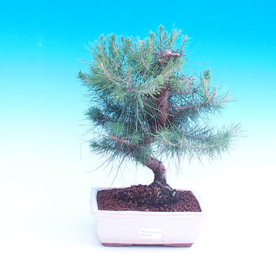 Room bonsai-Pinus halepensis-Pinus halepensis