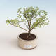 Indoor bonsai - Serissa foetida Variegata - Tree of a Thousand Stars PB2191320 - 1/2