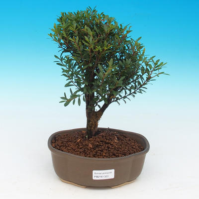 Room bonsai Syzygium -Pimentovník PB217385 - 1