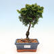 Outdoor bonsai - Cham.pis obtusa Nana Gracilis - Cypress - 1/3