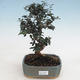 Indoor bonsai - Olea europaea sylvestris - European small-leaved olive oil - 1/6