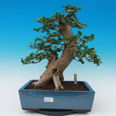 Room bonsai-PREMNA MICROPHYLLA Kozlovoň malolistá - 1