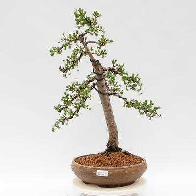 Outdoor bonsai - Larix decidua - Deciduous larch - 1