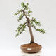 Outdoor bonsai - Larix decidua - Deciduous larch - 1/5