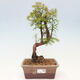 Outdoor bonsai - Metasequoia glyptostroboides - Chinese Metasequoia - 1/3