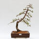 Outdoor bonsai - Larix decidua - Deciduous larch - 1/5