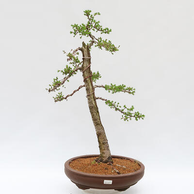 Outdoor bonsai - Larix decidua - Deciduous larch - PALLET TRANSPORT ONLY - 1