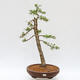 Outdoor bonsai - Larix decidua - Deciduous larch - PALLET TRANSPORT ONLY - 1/5