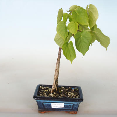 Outdoor bonsai - Linden - Tilia cordata