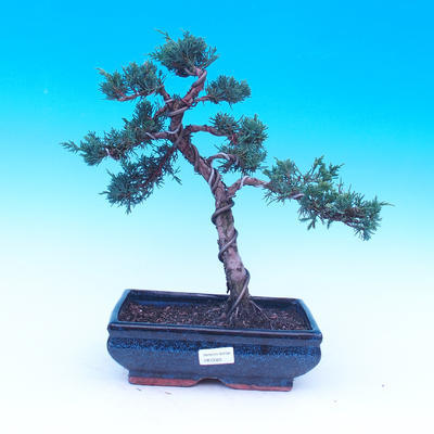 Outdoor bonsai Juniperus-chinenssis-Chinese juniper