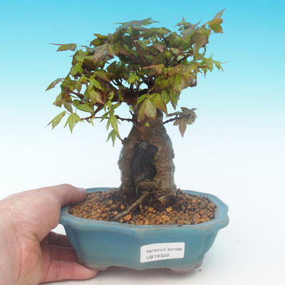 Shohin - Maple-Acer burgerianum on rock - 1