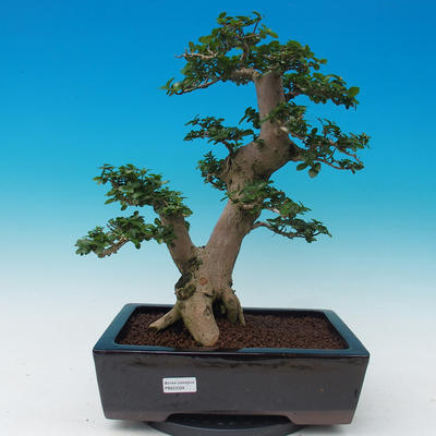 Room bonsai-PREMNA MICROPHYLLA Kozlovoň malolistá - 1