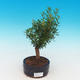 Room bonsai Syzygium -Pimentovník PB217385 - 1/4