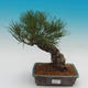 Pinus thunbergii - Pine thunbergova - 1/4