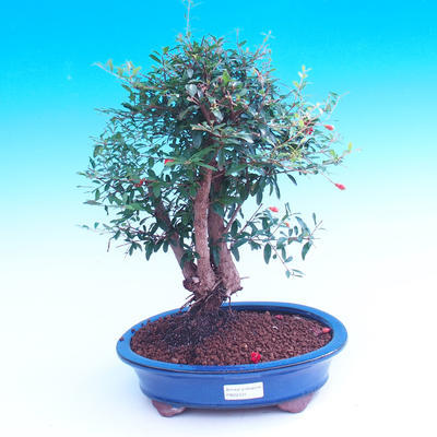 Room bonsai-Punica granatum nana-Pomegranate - 1