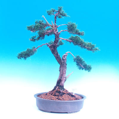 Outdoor bonsai Juniperus-chinenssis-Chinese juniper - 1