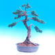 Outdoor bonsai Juniperus-chinenssis-Chinese juniper - 1/3