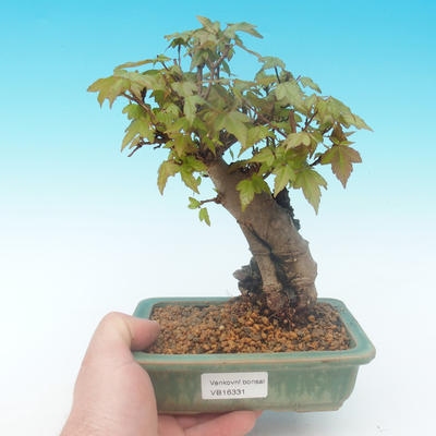 Shohin - Maple-Acer burgerianum on rock - 1