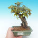 Shohin - Maple-Acer burgerianum on rock - 1/6