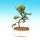 Room bonsai - Podocarpus - Stone thousand - 1/4