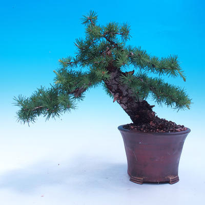 Outdoor bonsai -Larix decidua - Larch deciduous - 1