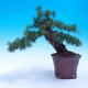 Outdoor bonsai -Larix decidua - Larch deciduous - 1/6