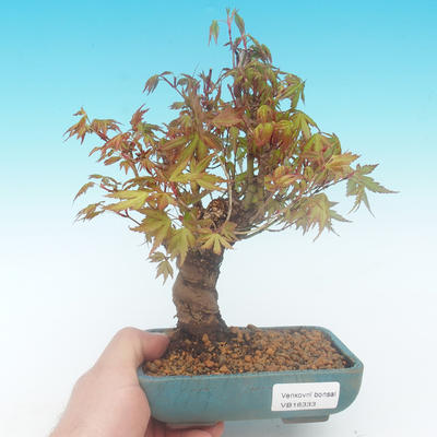 Shohin - Maple-Acer palmatum - 1