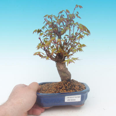 Shohin - Maple-Acer palmatum - 1