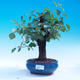 Outdoor bonsai - Prunus mahaleb - 1/6