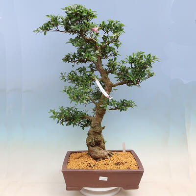 Outdoor bonsai - Japanese azalea SATSUKI- Azalea BYAKUREN - 1