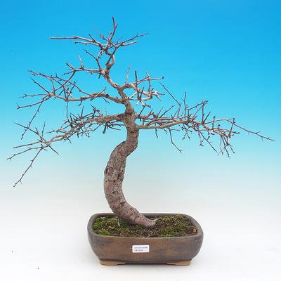 Outdoor bonsai - Hawed one