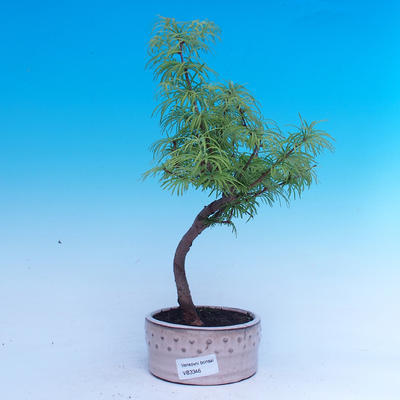 Outdoor bonsai -Pseudolarix amabis-Pamodrine - 1
