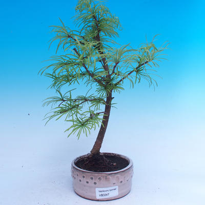 Outdoor bonsai -Pseudolarix amabis-Pamodrine - 1
