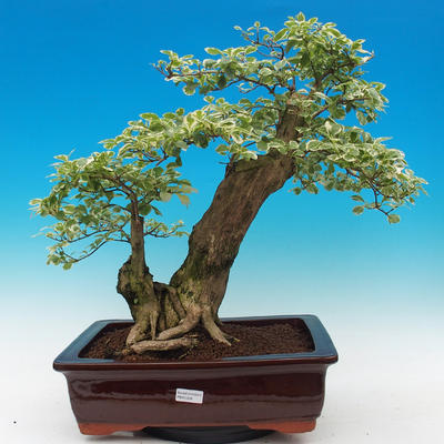Room bonsai - Duranta variegata - 1
