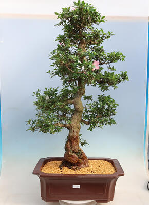 Outdoor bonsai - Japanese azalea SATSUKI- Azalea BEYAKUREN - 1