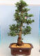Outdoor bonsai - Japanese azalea SATSUKI- Azalea BEYAKUREN - 1/6