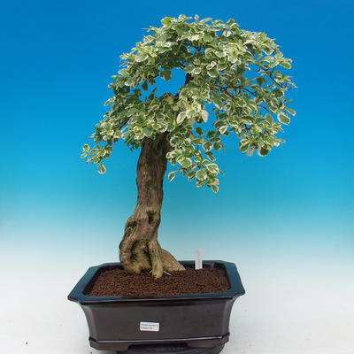 Room bonsai - Duranta variegata - 1