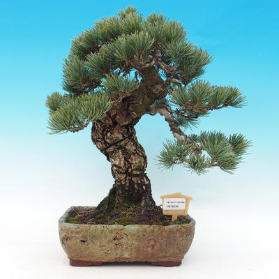 Outdoor bonsai - parviflora Pine - Pinus parviflora - 1
