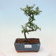Outdoor bonsai-Cotoneaster dammeri - Rock Damer - 1/3