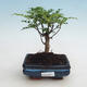 Indoor bonsai - Zantoxylum piperitum - peppercorn - 1/4