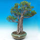 Room bonsai - Ficus kimmen - malolistý ficus - 1/5