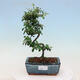 Outdoor bonsai-Cotoneaster dammeri - Rock Damer - 1/3