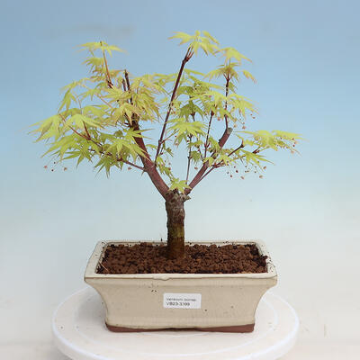 Outdoor bonsai - Acer pal. Sango Kaku - Palm Leaf Maple - 1