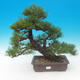 Pinus thunbergii - Pine thunbergova - 1/5