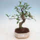 Indoor bonsai - Ficus retusa - small-leaved ficus - 1/2