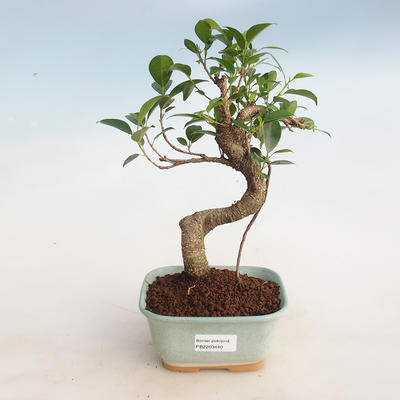 Indoor bonsai - Ficus retusa - small-leaved ficus - 1