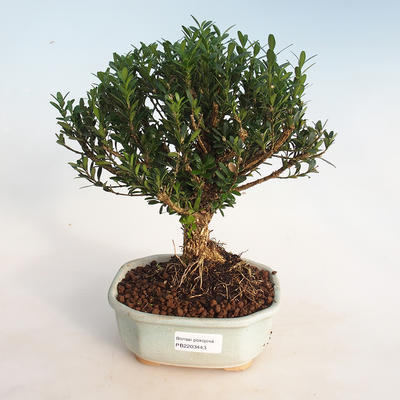 Indoor bonsai - Buxus harlandii - cork buxus - 1