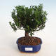 Indoor bonsai - Buxus harlandii - cork buxus - 1/4